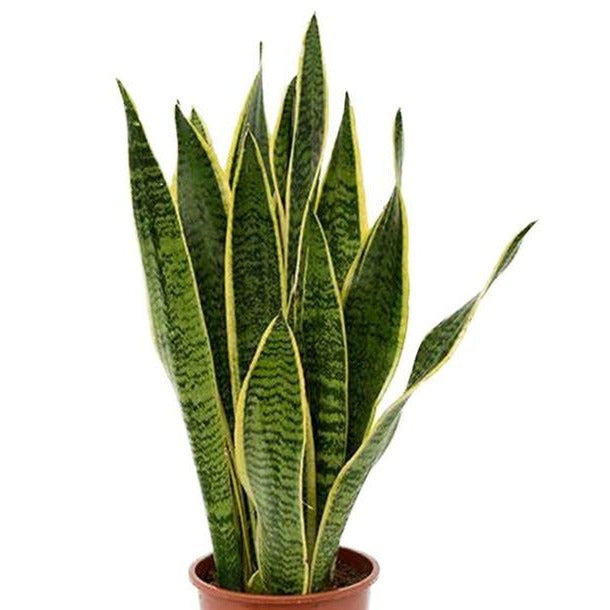 Snake Plant / Laurentii