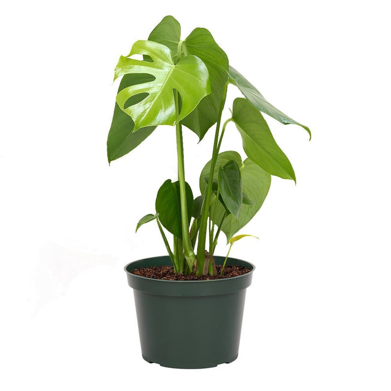 monstera