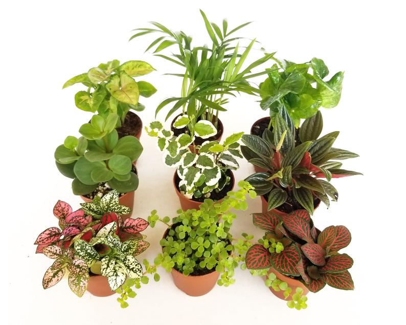 Terrarium Plant