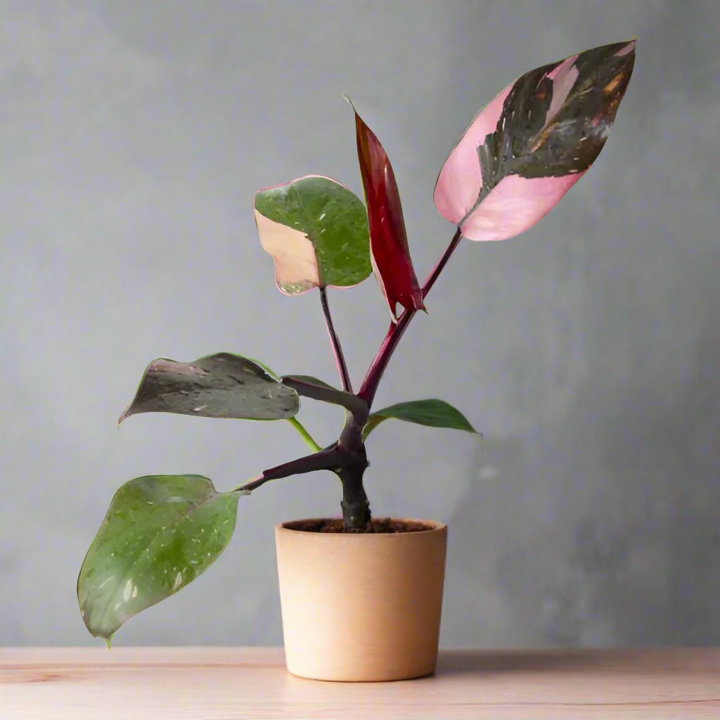 Philodendron / Pink Princess 6”