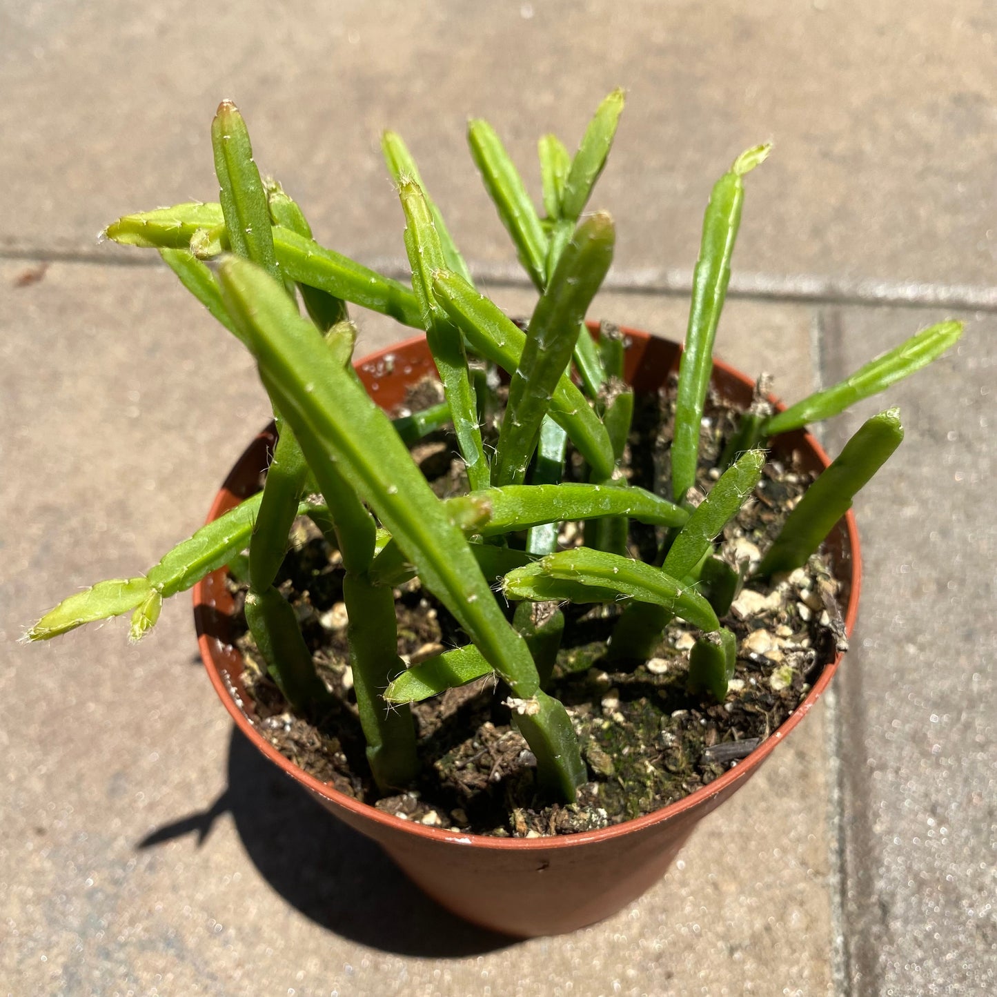 Rhipsalis / Paradoxa