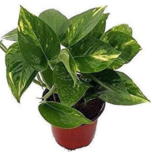 Pothos / Golden
