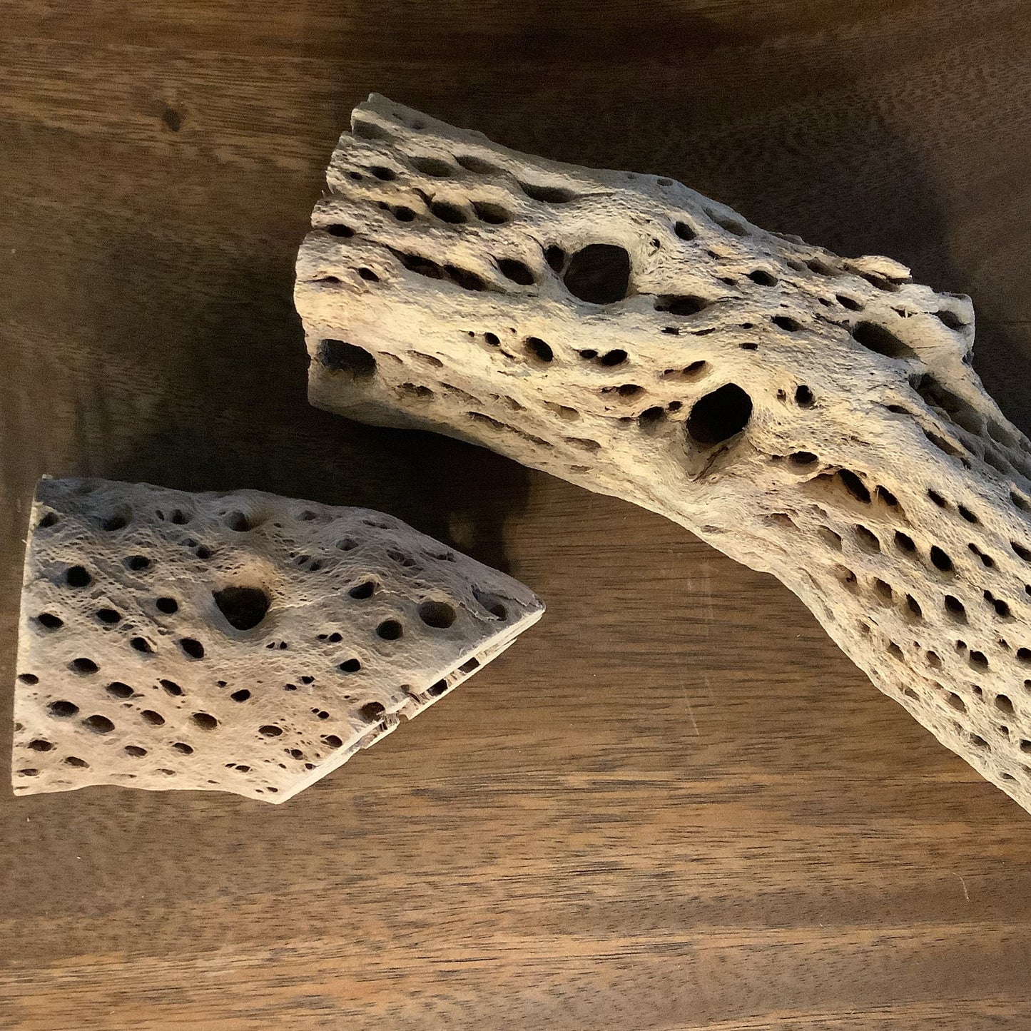 Cholla Wood