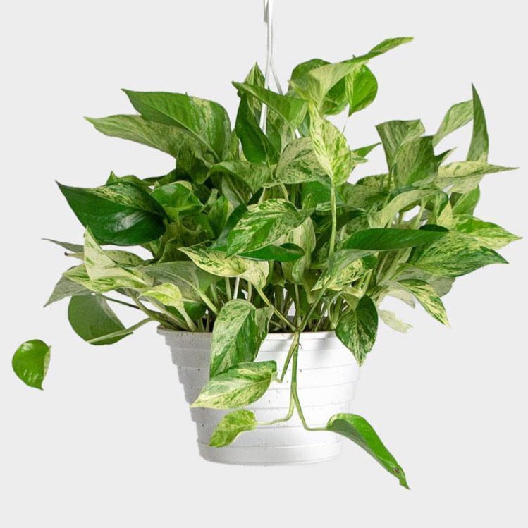 Pothos / Marble Queen