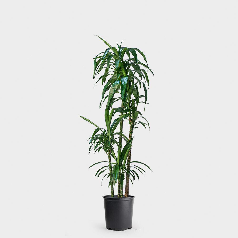 Dracaena / Lisa Cane