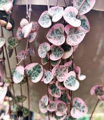 String of Hearts
