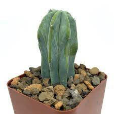 Cactus / Myrtillo geometrizans