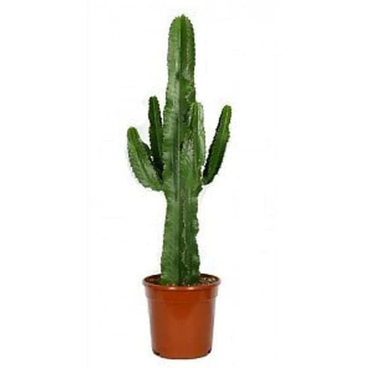 Cactus & Succulents