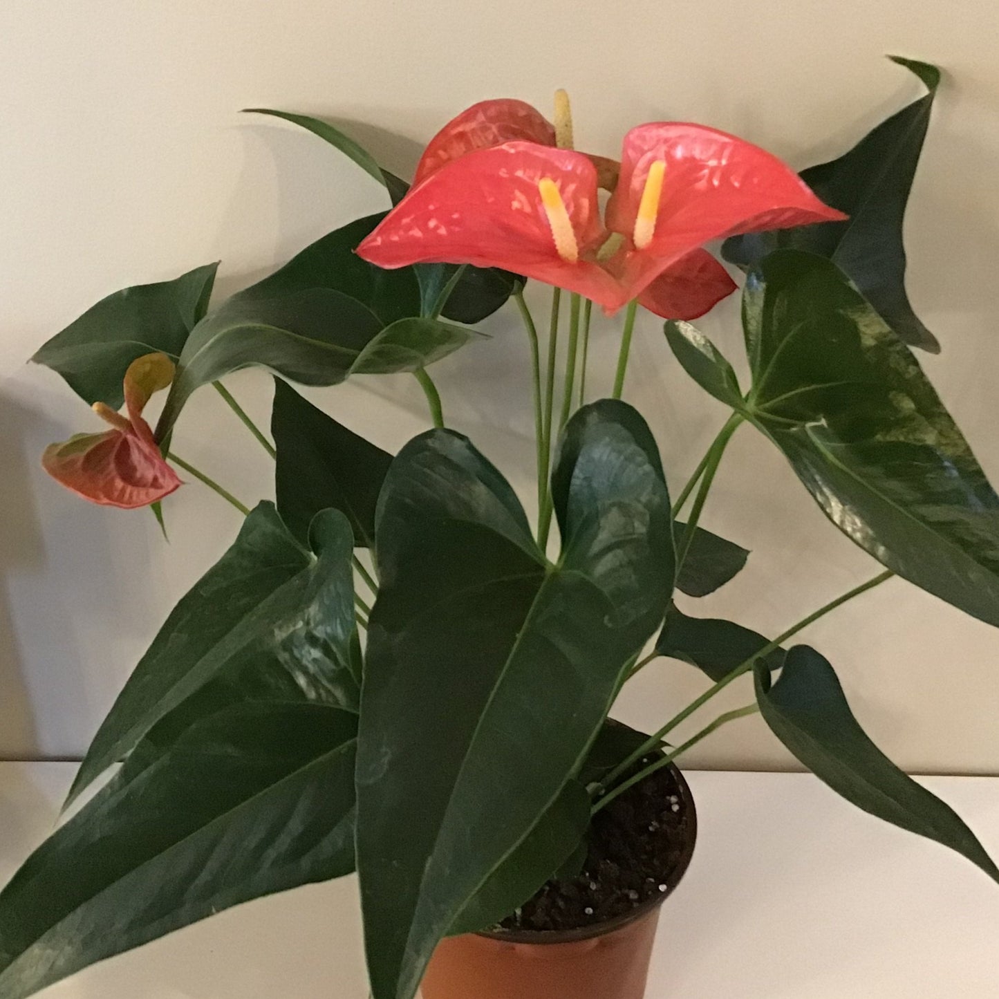 Anthurium
