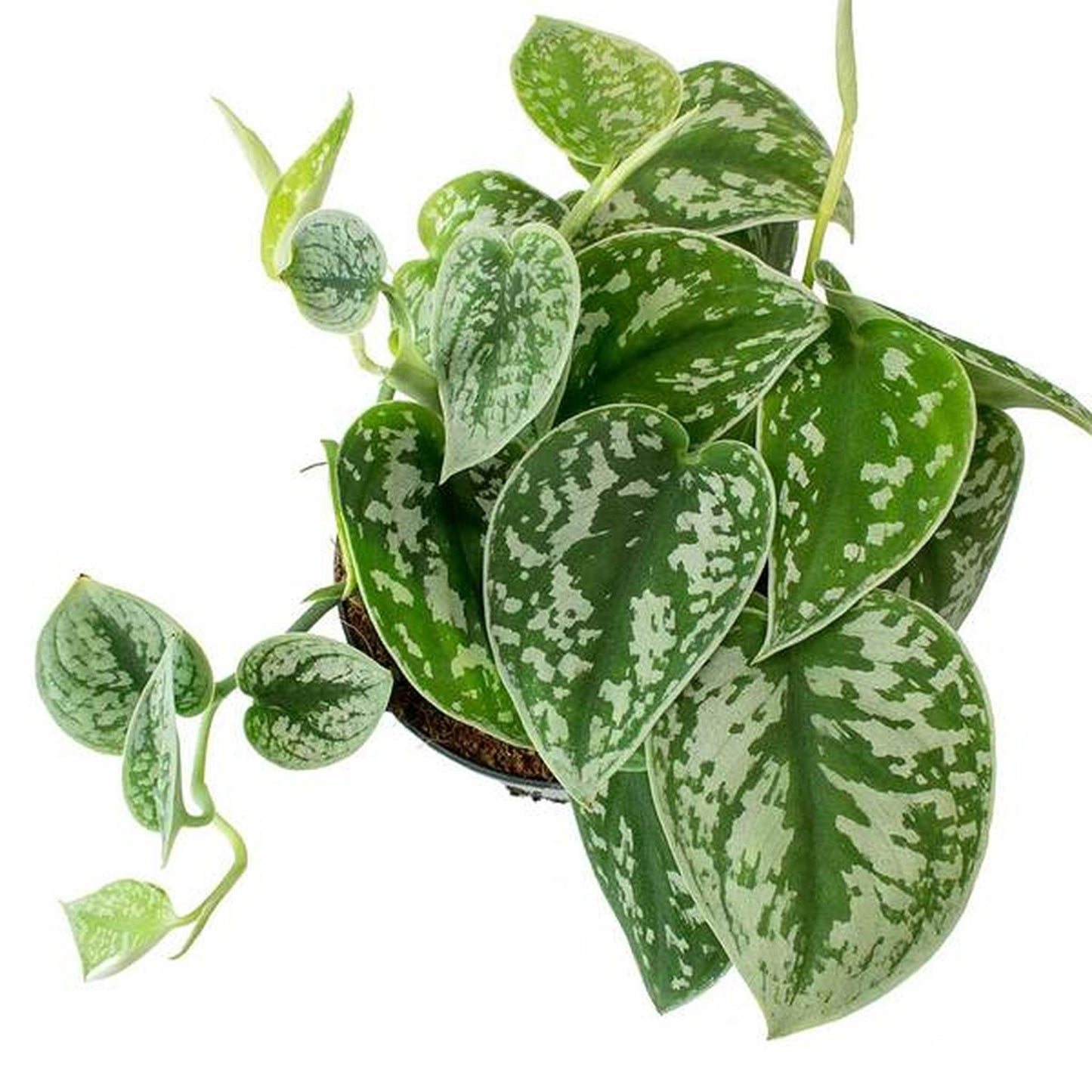 Pothos / Scindapsus Pictus