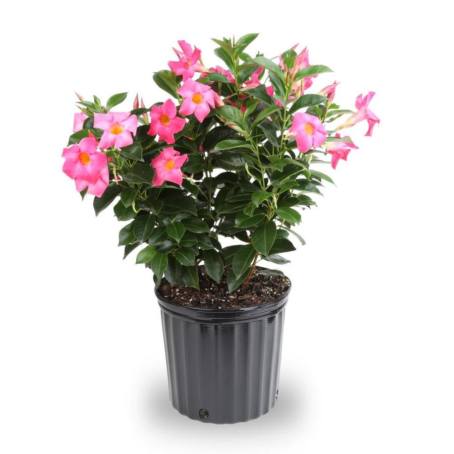 Dipladenia