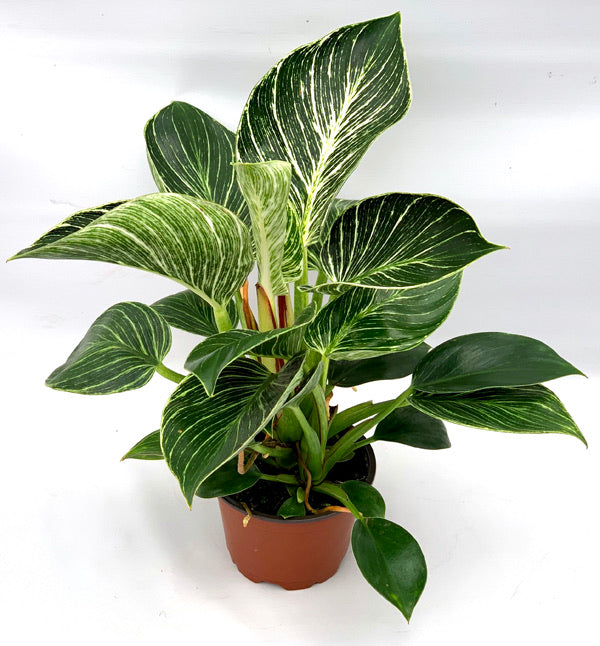Philodendron Birkin