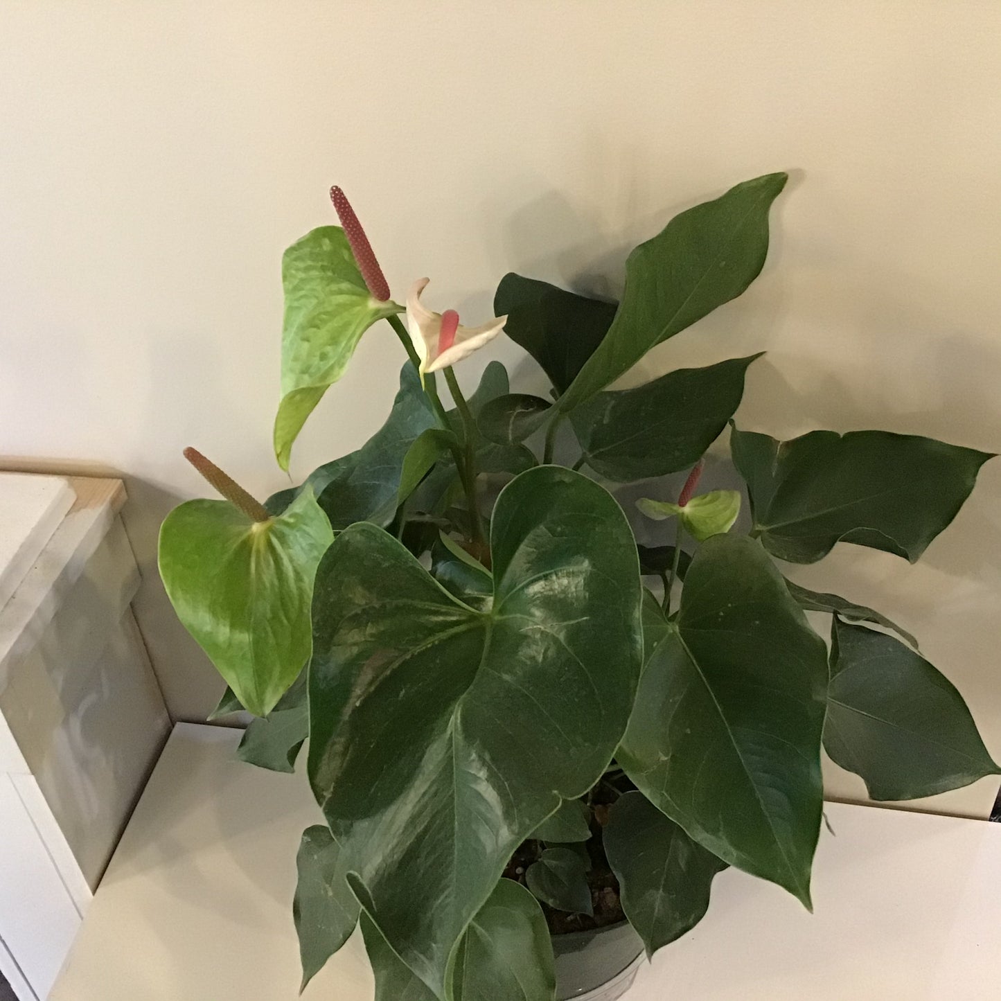 Anthurium