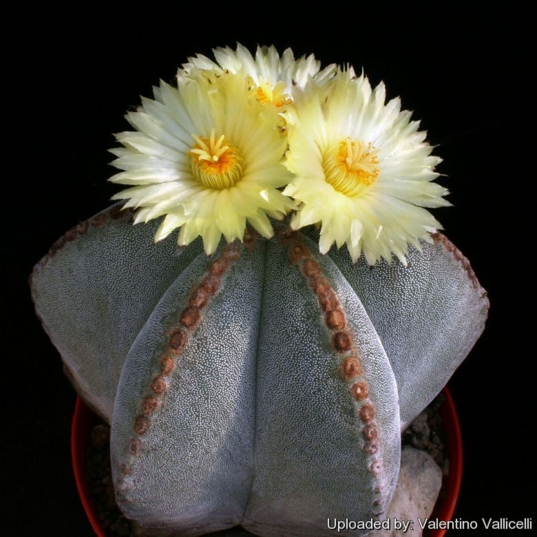 Cactus / Astrophytum myriostigma