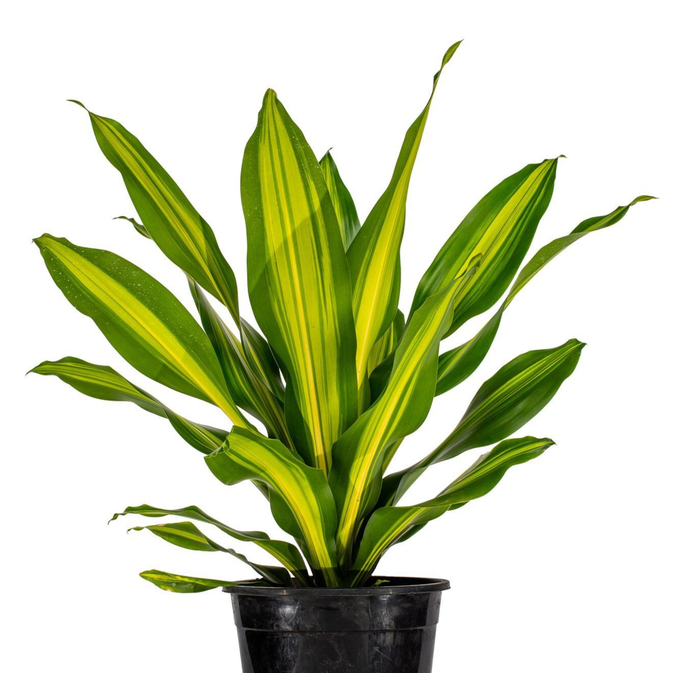 dracaena arborea golden heart Dracaena, 10in, Golden Heart