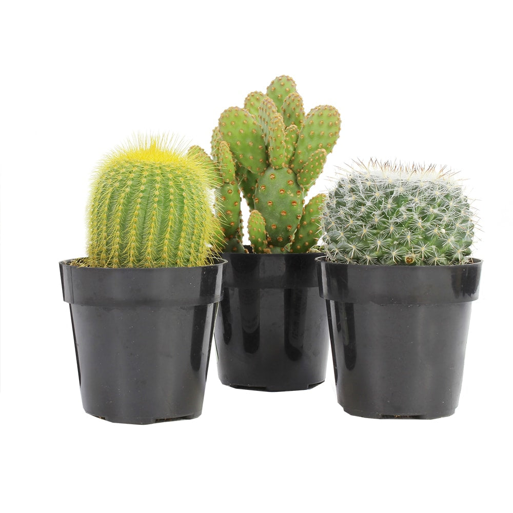 Cactus & Succulents