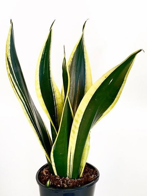 Snake Plant / Black Gold