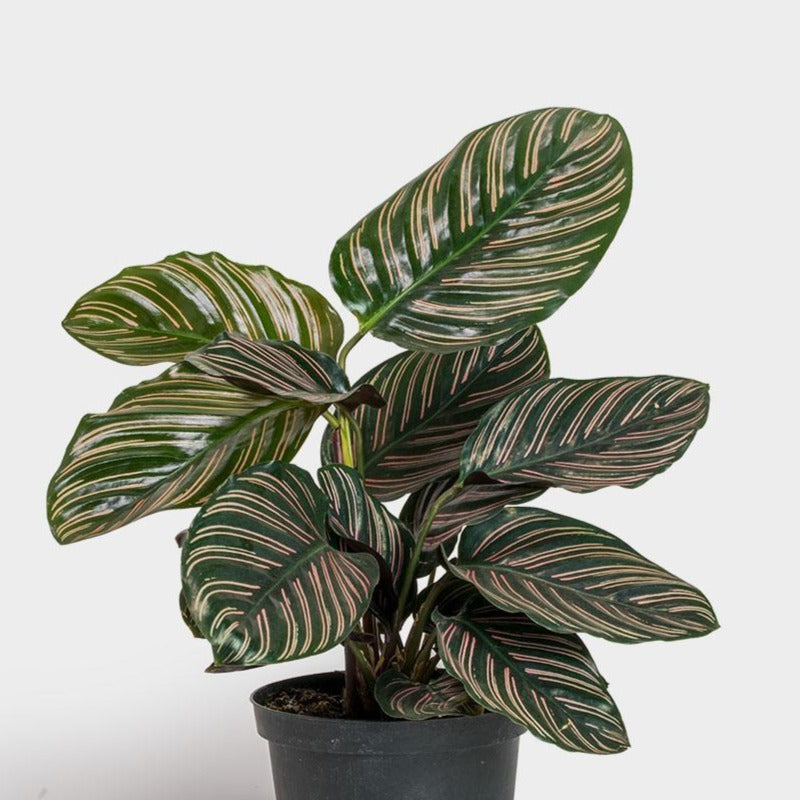 Calathea / Ornata