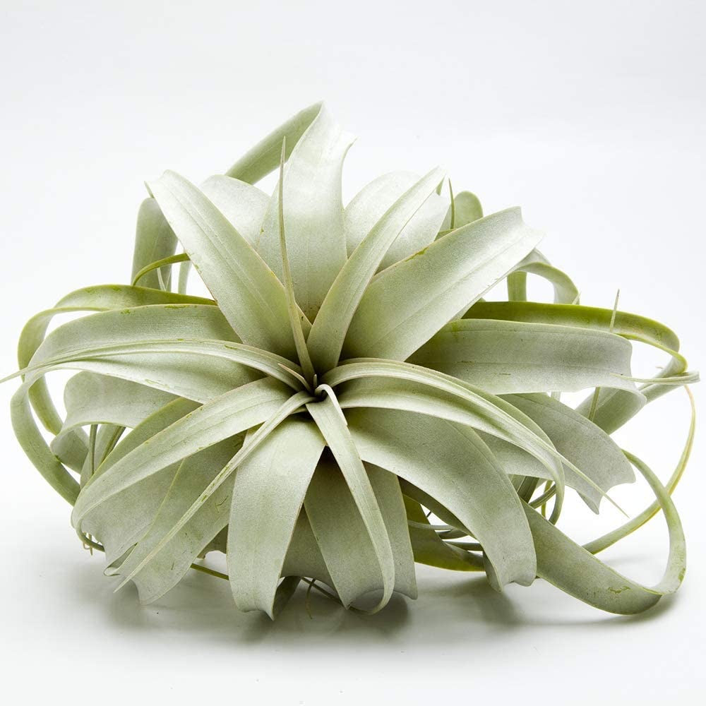 Air Plant / Tillandsia
