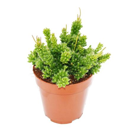 Rhipsalis