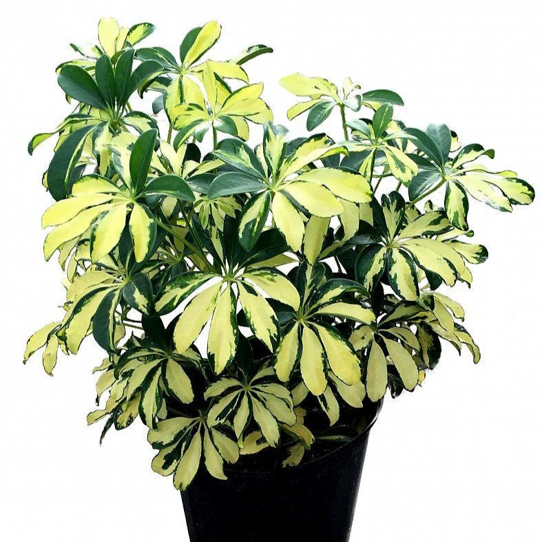 Schefflera