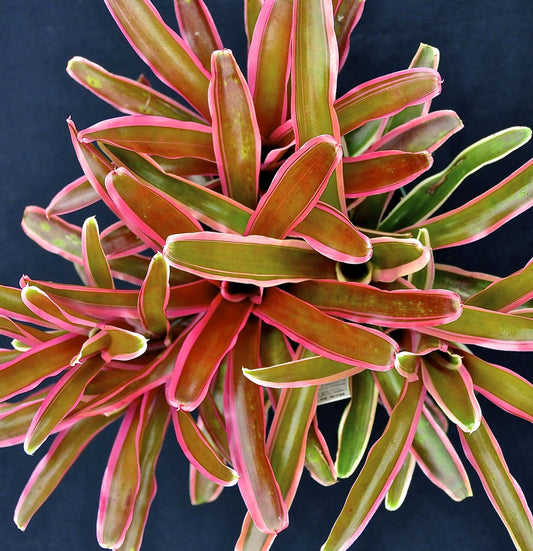 Bromeliad / Neoregelia