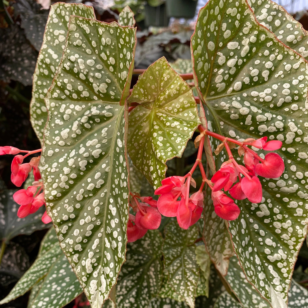 Begonia / Snow Capped