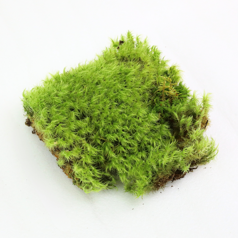 Revita-Moss Squares