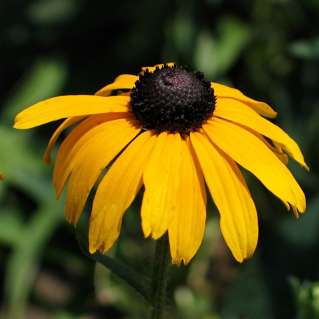 Rudbeckia