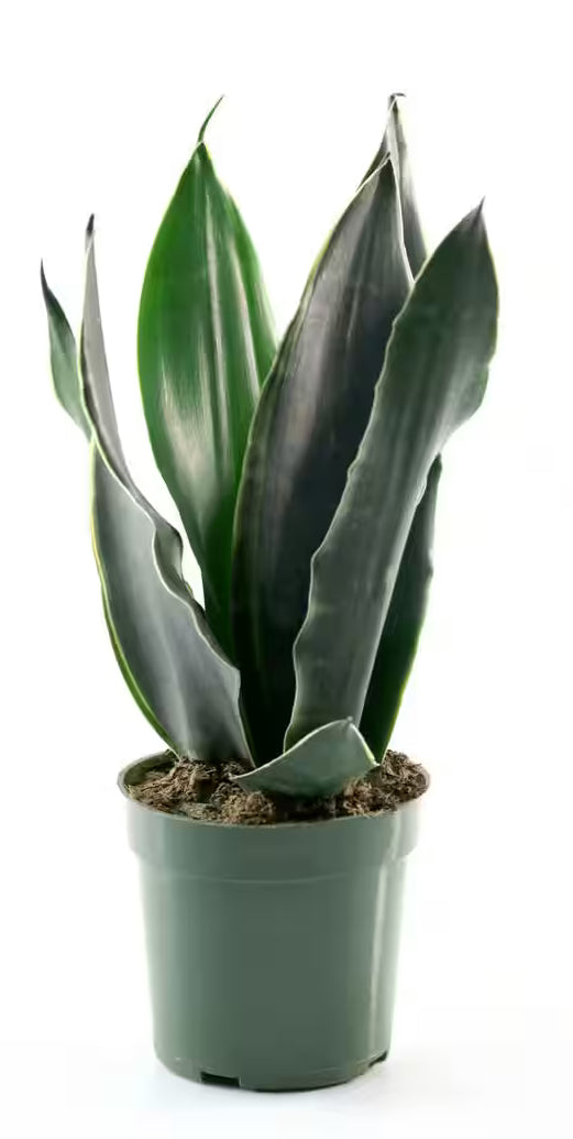 Snake Plant / Fabi Superba