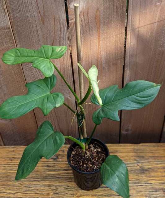 Philodendron / Horse Head