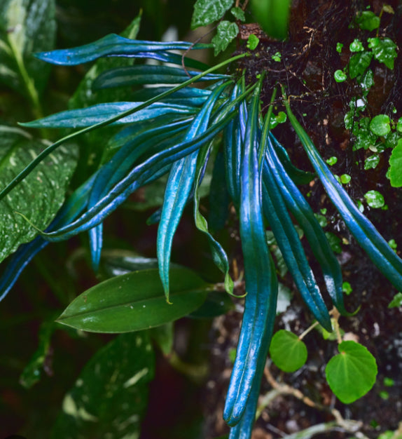 Fern / Blue Oil