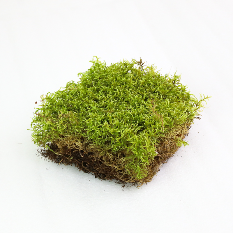 Revita-Moss Squares