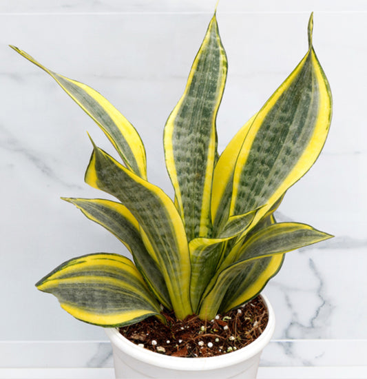 Snake Plant / Hi Color