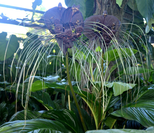 Tacca / Batflower
