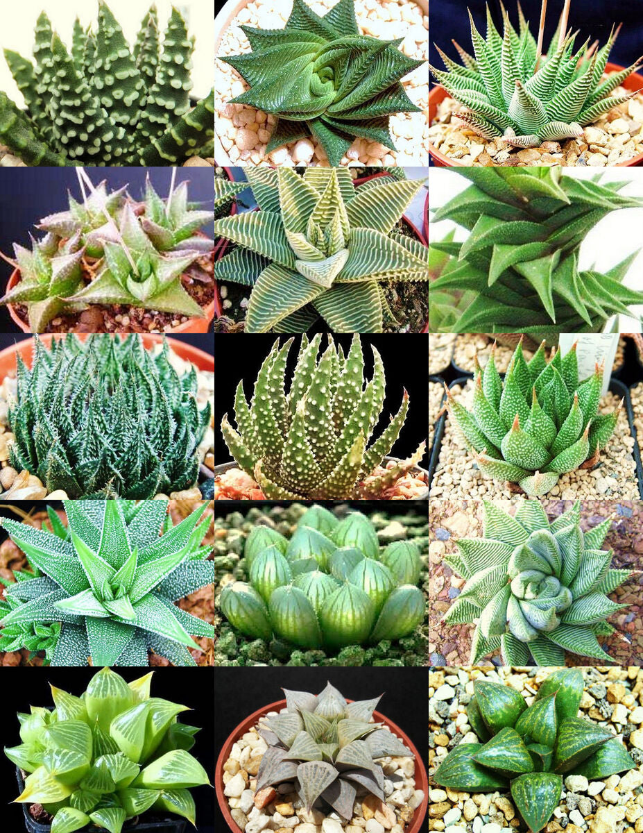 Haworthia Grower's Choice