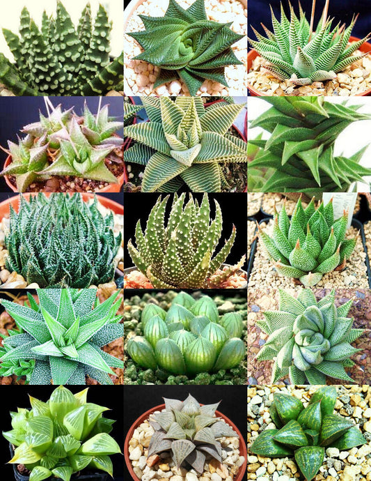 Haworthia Grower's Choice