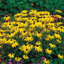Rudbeckia