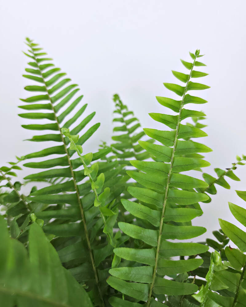 Fern / Grower’s Choice