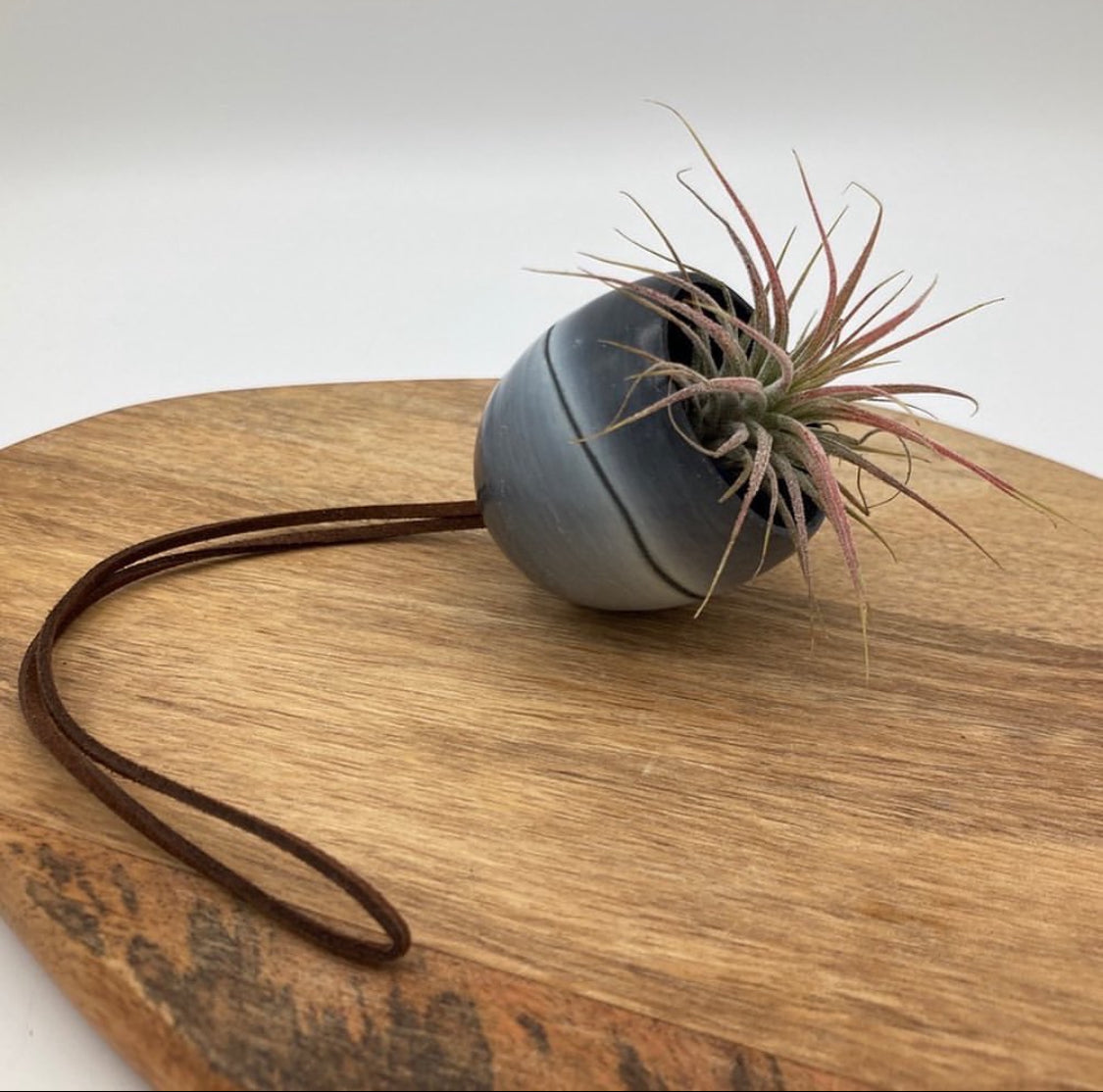 Medusa - Tillandsia Holder