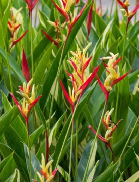 Heliconia / Grower’s Choice
