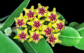 Hoya Cumingiana