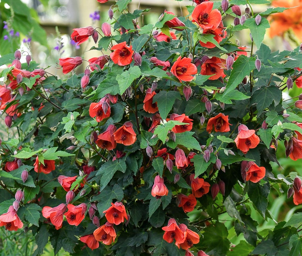 Abutilon - Chinese Lantern