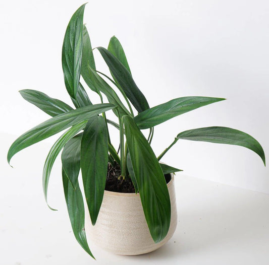 Pothos / Amplissimum