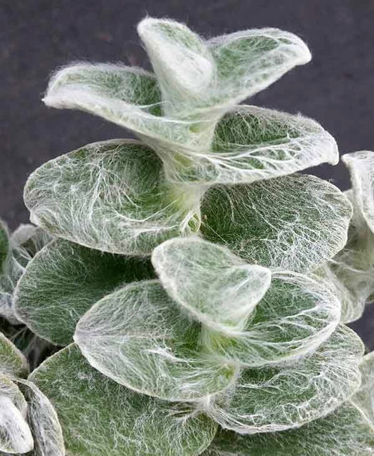 Tradescantia White Velvet