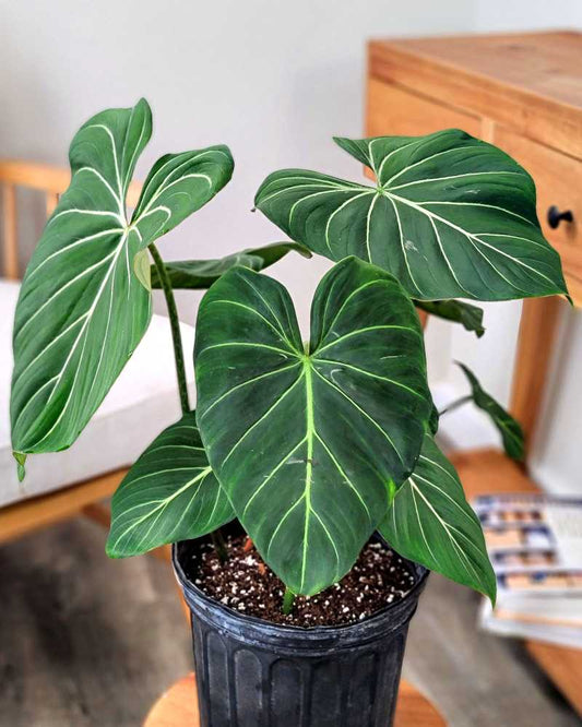 Philodendron / Gloriosum