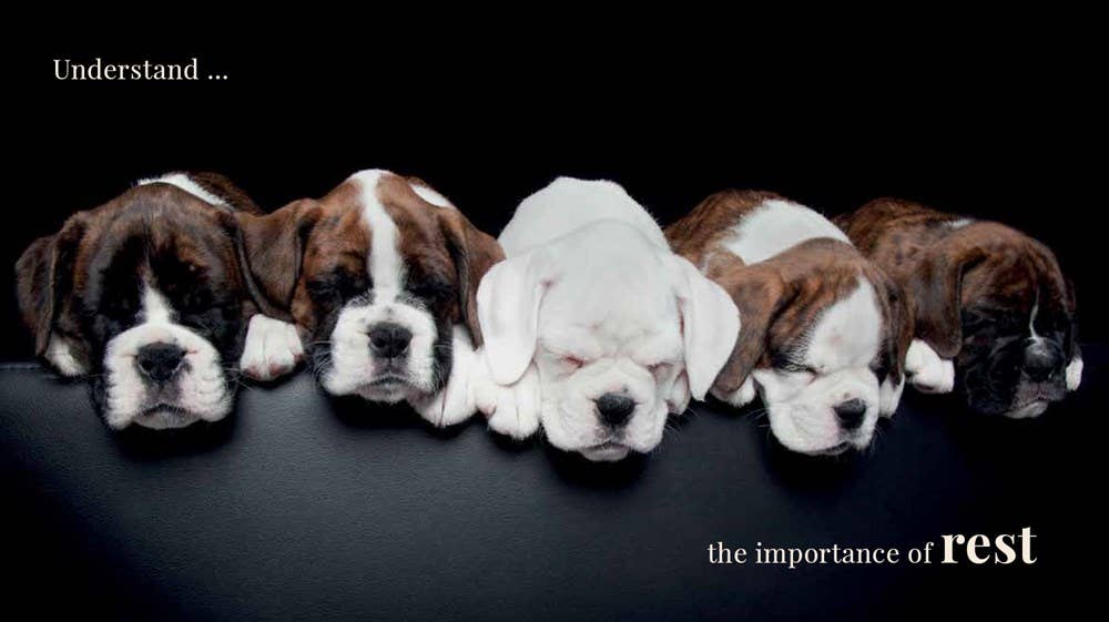 Wisdom Of Dogs:  The Adorable And Funny New Book