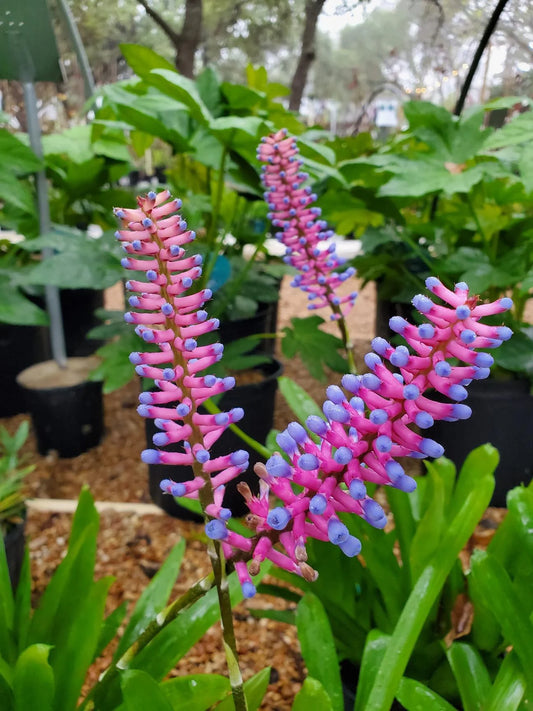 Bromeliad / Aechmea ‘Matchstick’