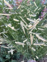 Blue Grama Grass