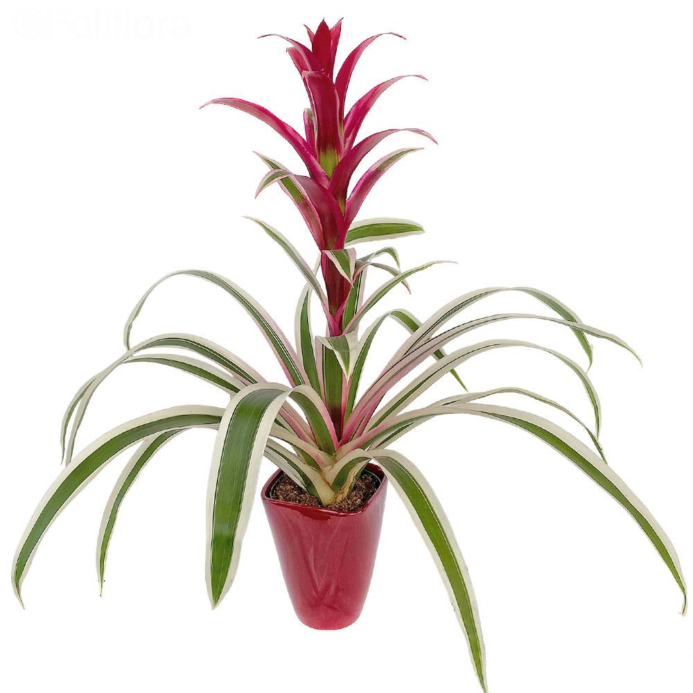 Bromeliad / Guzmania